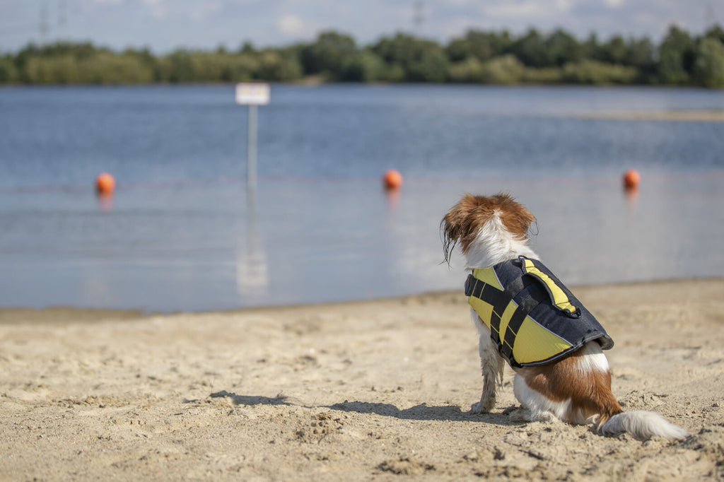 Chaleco Salvavidas para Perros