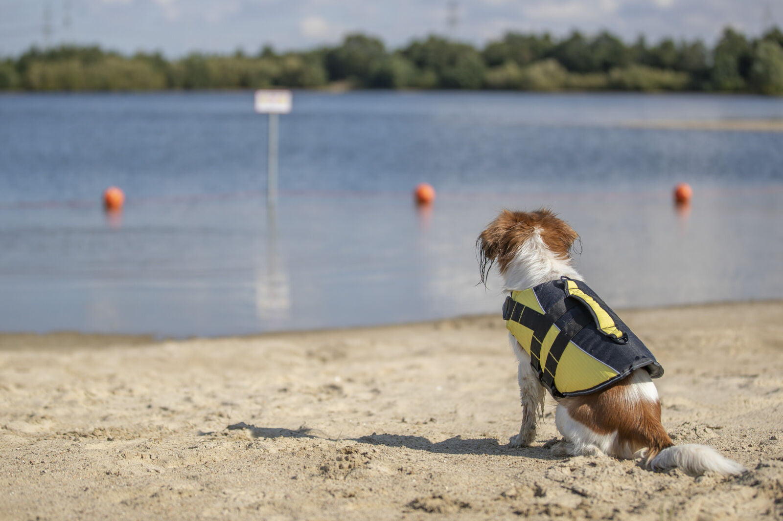 Chaleco Salvavidas para Perros