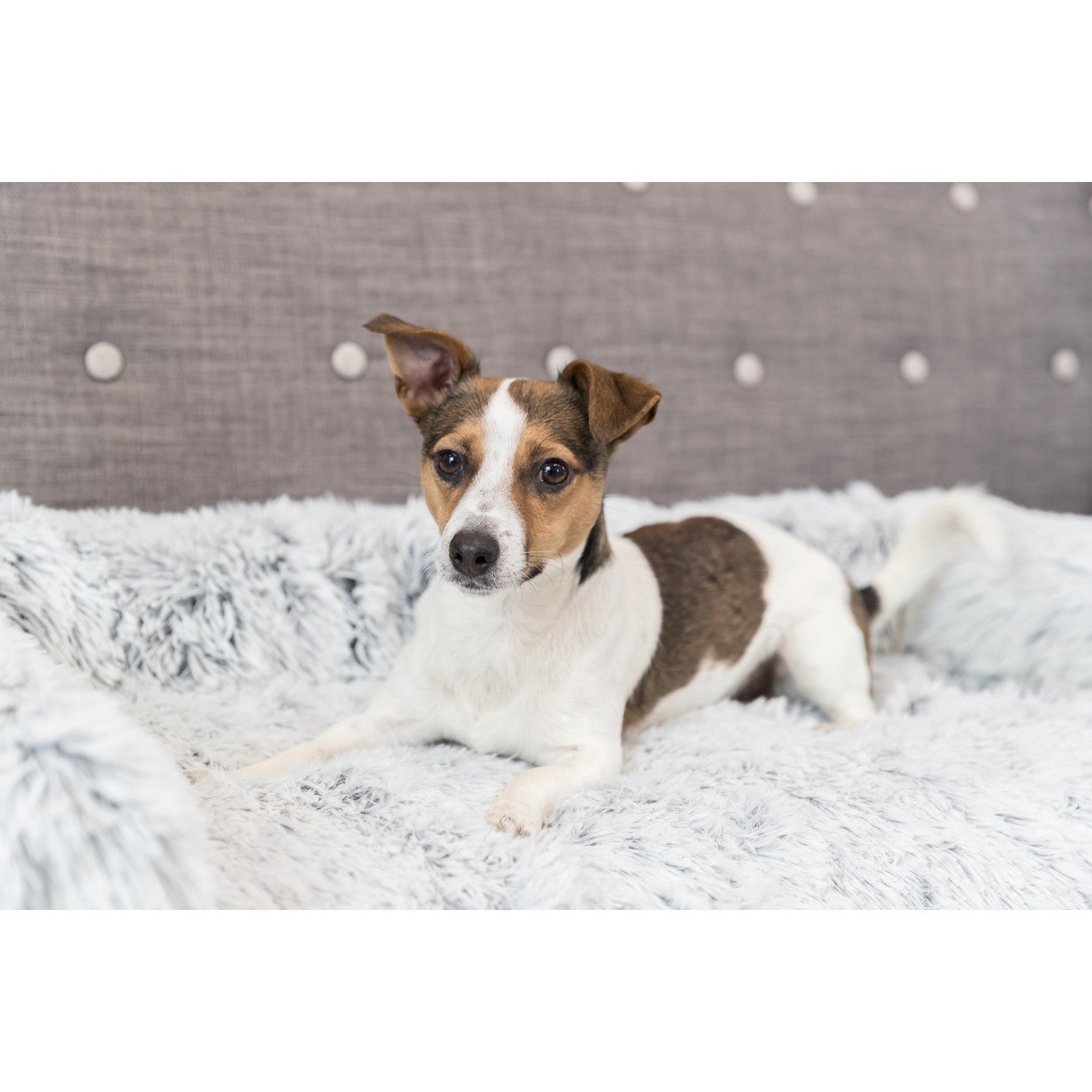 Protector de Muebles Cama para Perros Harvey