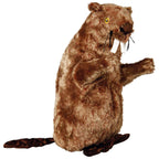 Castor