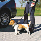 Arnés para Coche