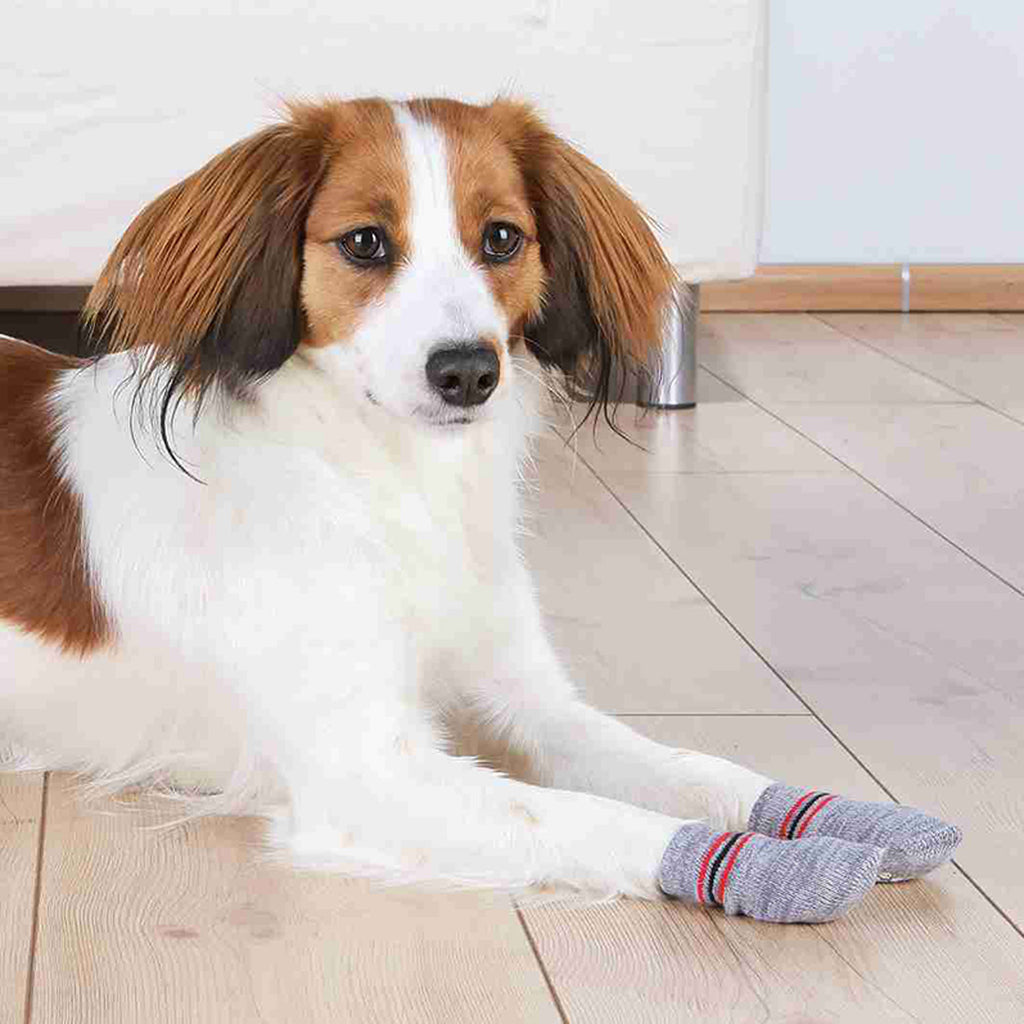 Calcetines Perro