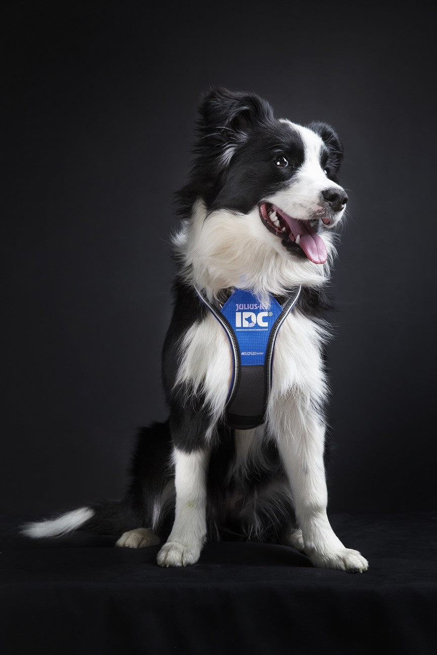Arnés Julius K9 Longwalk Azul
