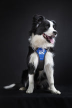 Arnés Julius K9 Longwalk Azul
