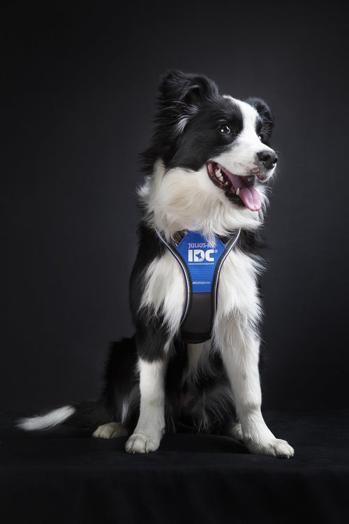 Arnés Julius K9 Longwalk Azul