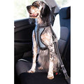 Arnés coche con cinturón seguridad Ibáñez Dogway