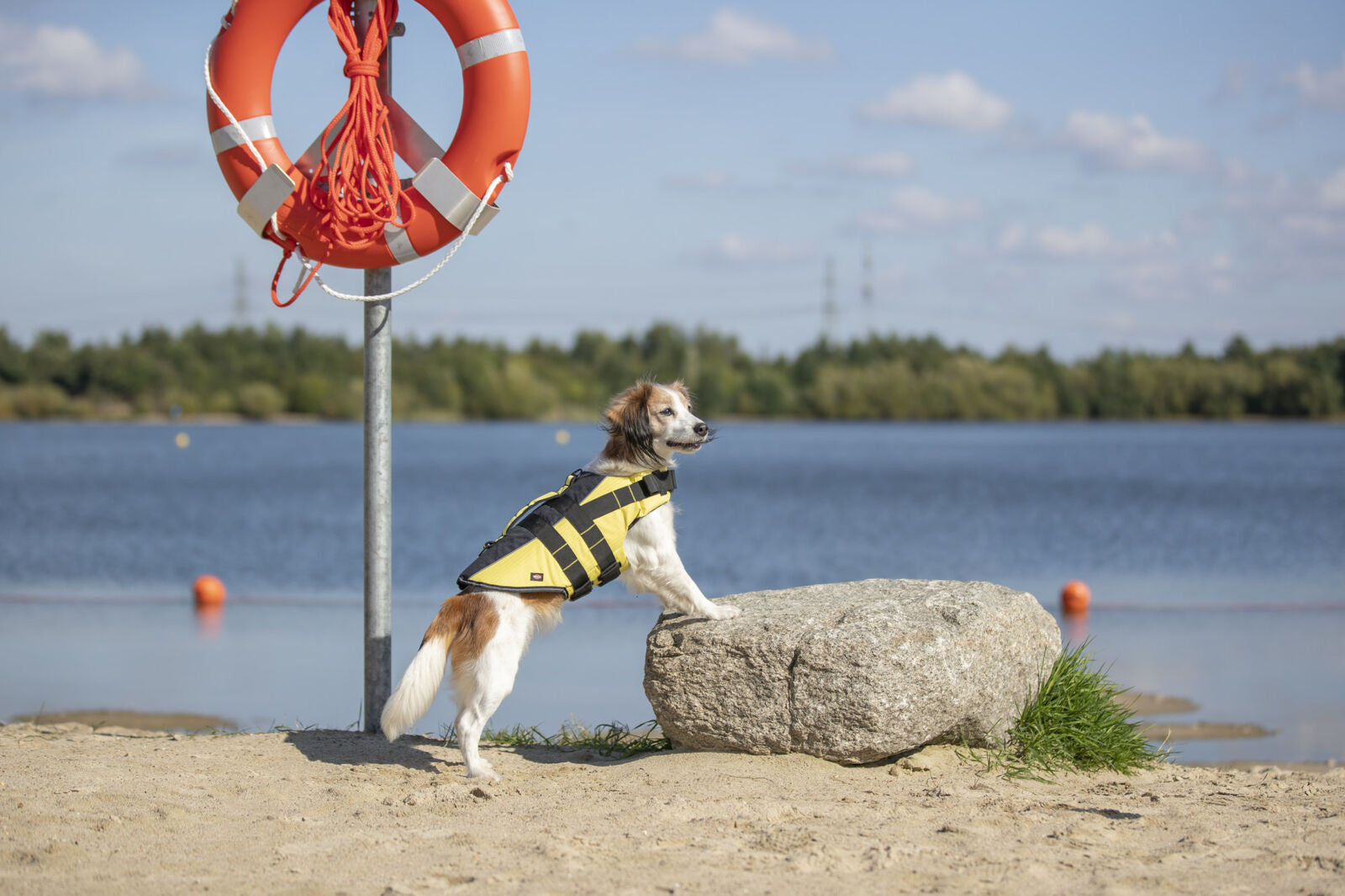 Chaleco Salvavidas para Perros
