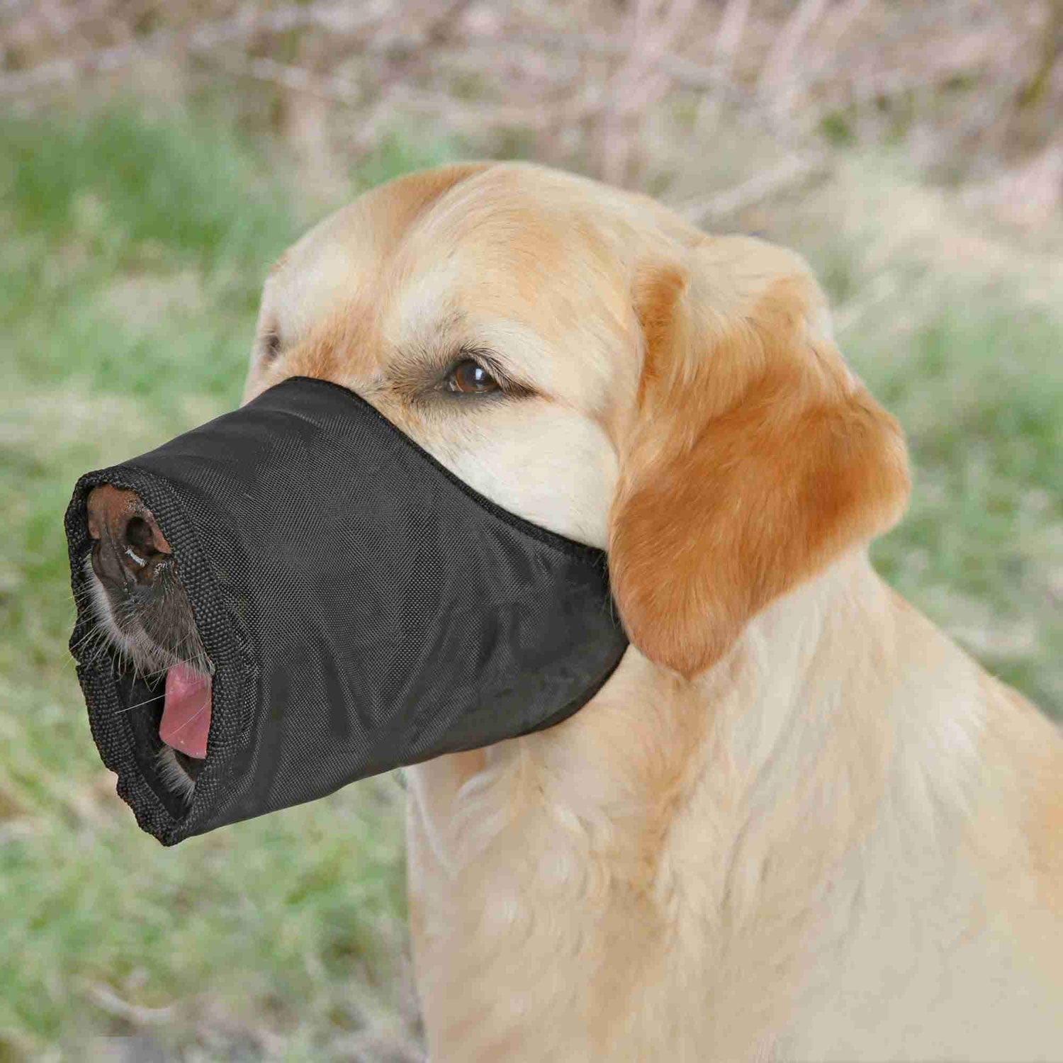 Bozal