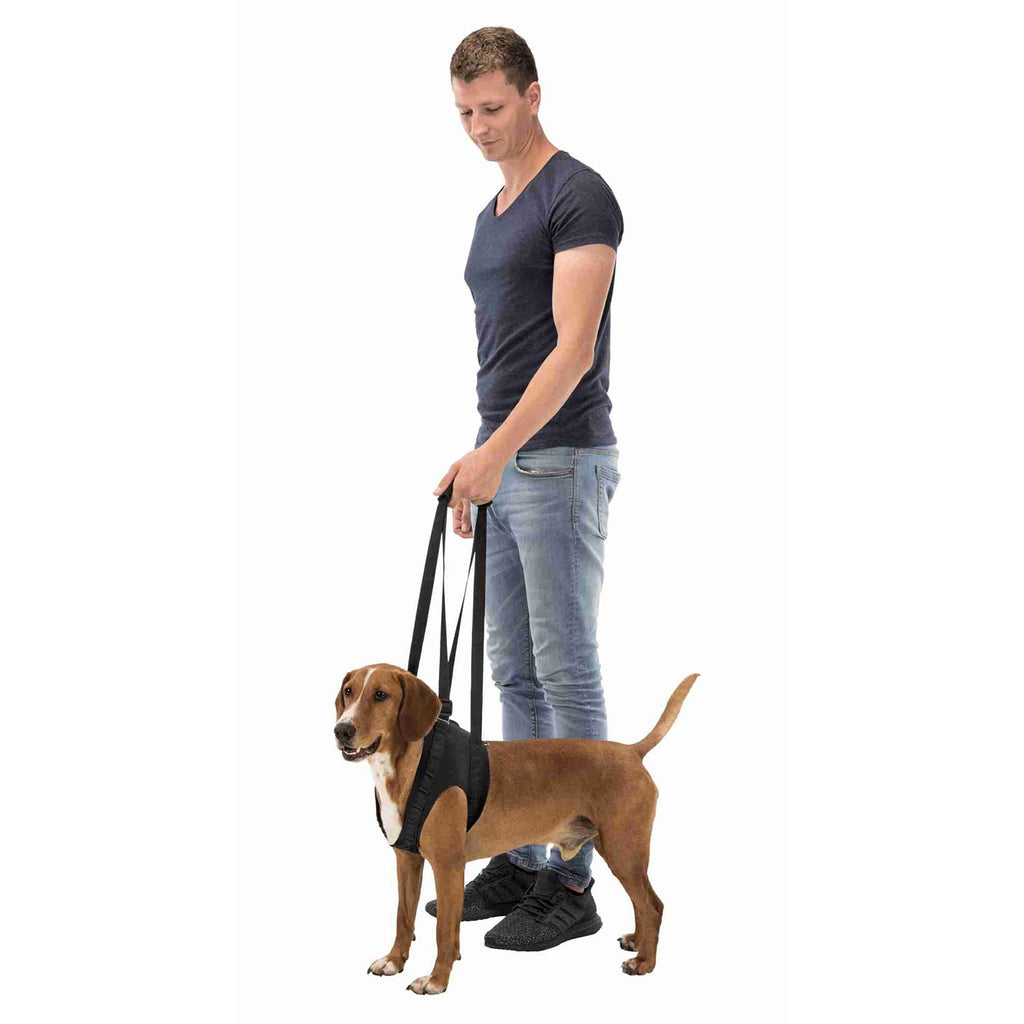 Andador para perros