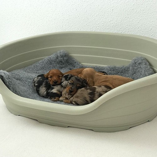 Cuna Plástico para perros de  Paridera