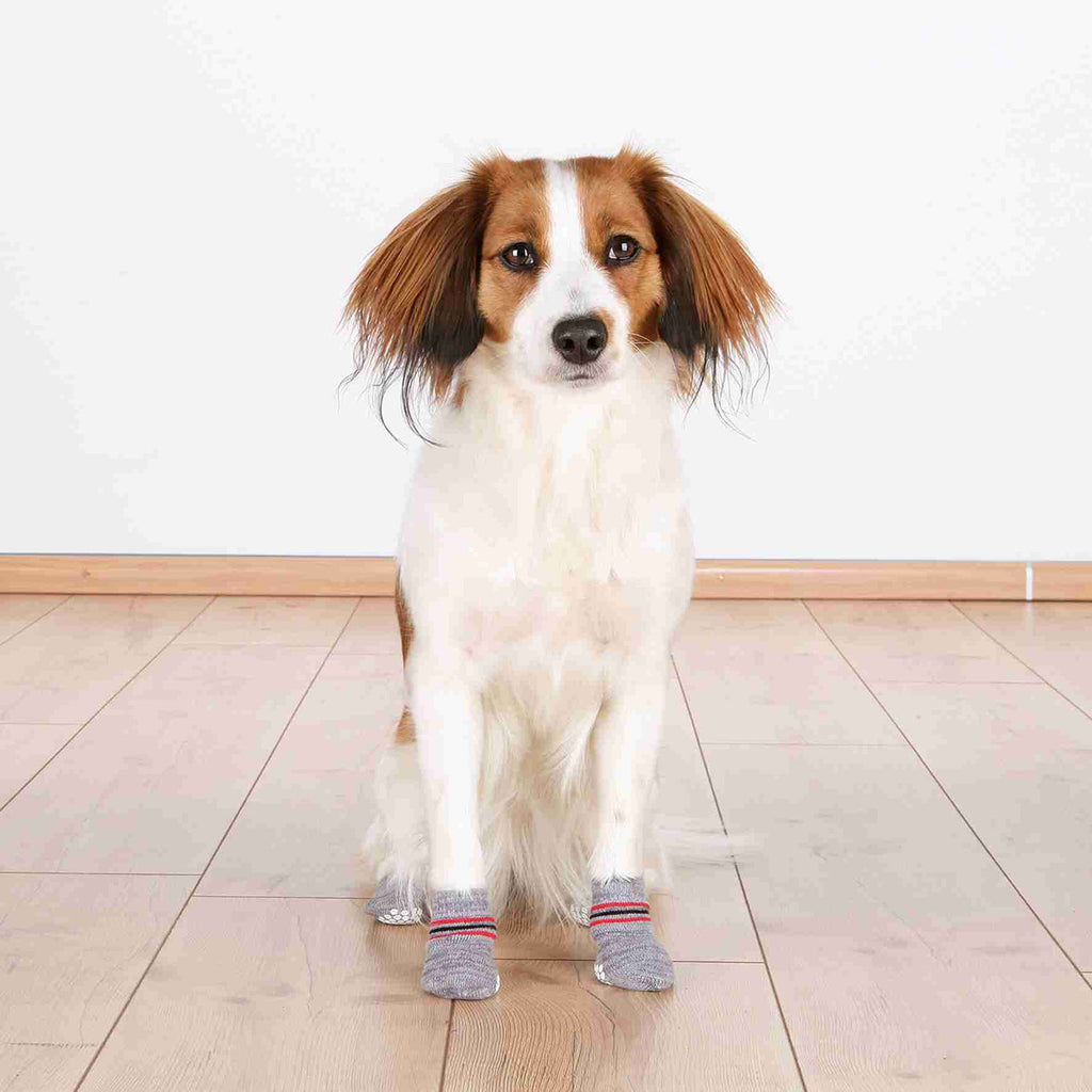 Calcetines Perro