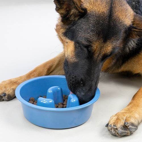 Ibañez Comedero Come-Despacio para Perros