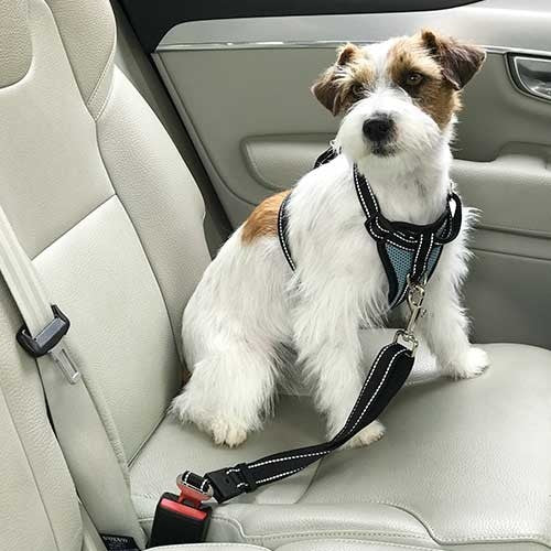 Arnés coche con cinturón seguridad Ibáñez Dogway