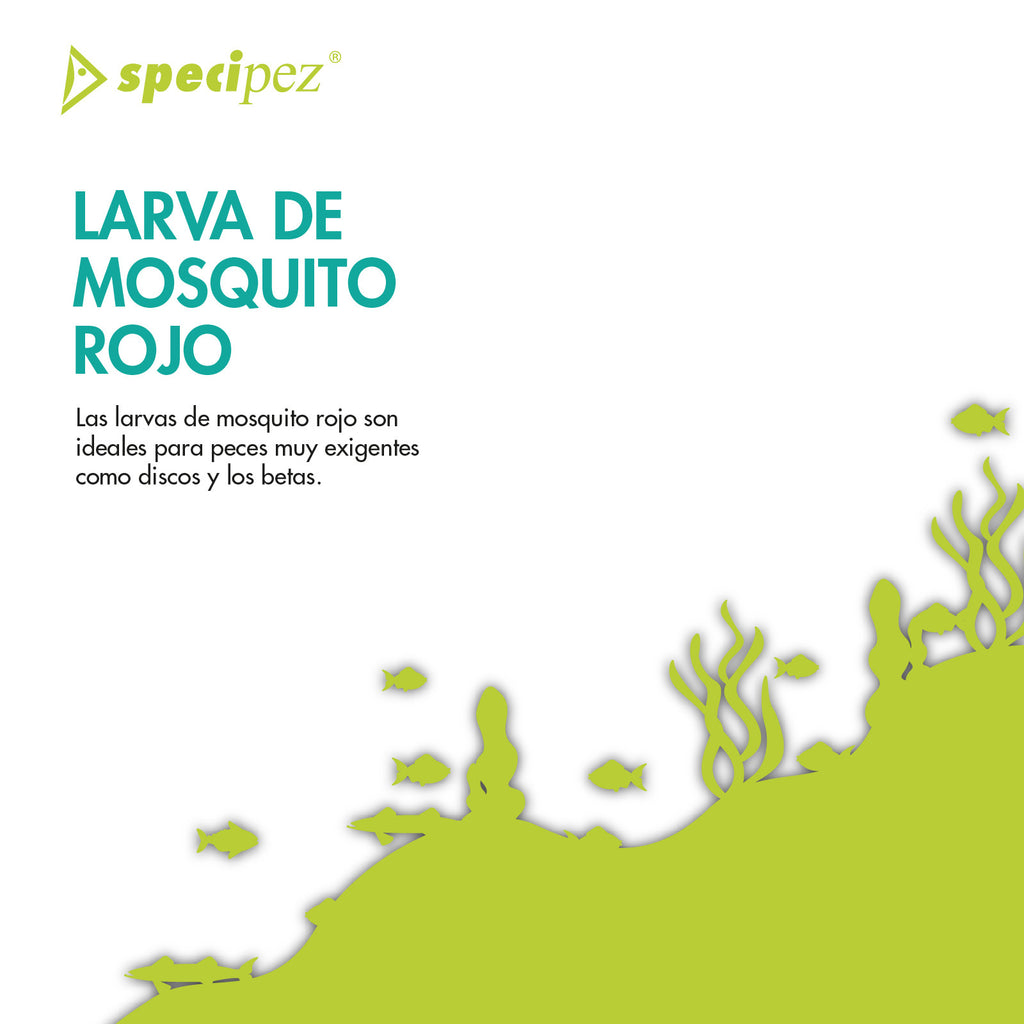 Larva de mosquito rojo Specipez
