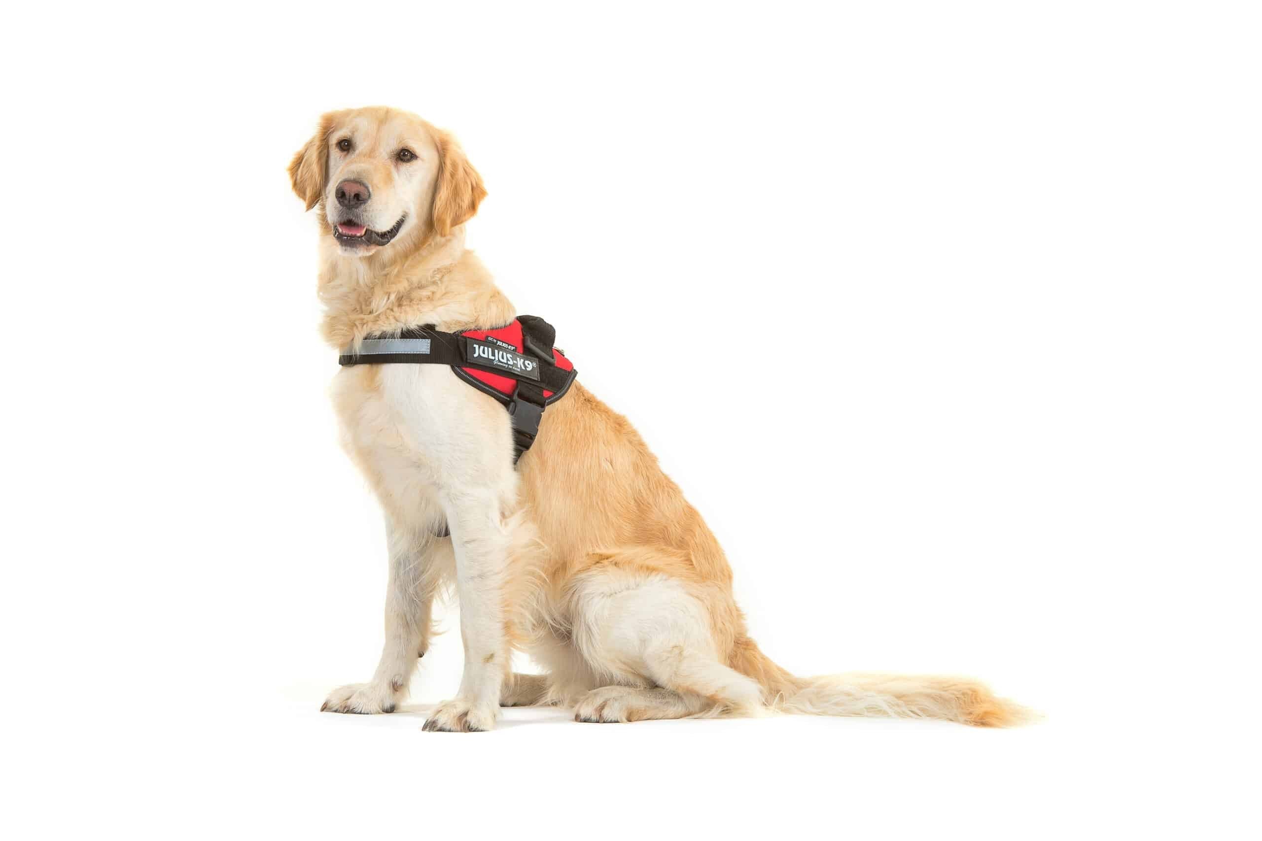 Arnés Julius IDC K9 Rojo