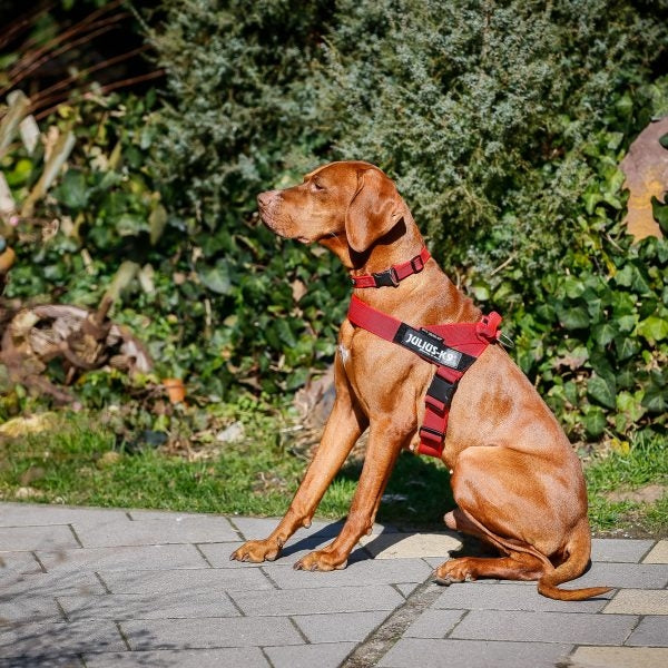 Arnés Julius K9 Cinta