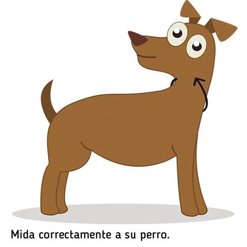 Collares para perros cadena Máxima Elegancia Plateados