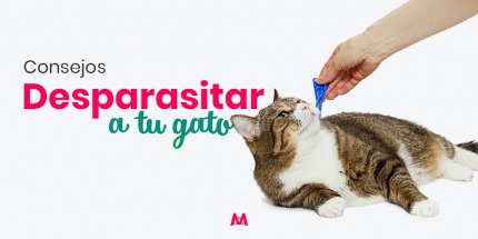 Consejos para desparasitar tu gato correctamente - Mis Mascotas - MisMascotas