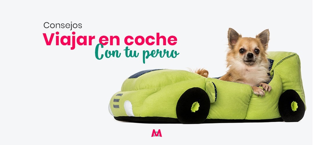 Cómo debes llevar a tu perro su viajas en coche