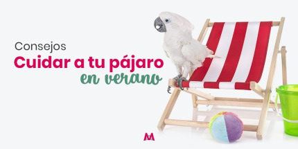 Cómo cuidar a tu pájaro en verano