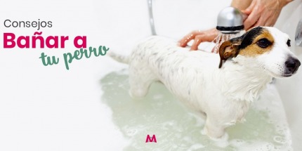 Consejos para Bañar a tu Perro