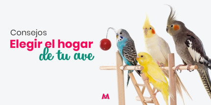 Cómo elegir la mejor jaula para tu pájaro