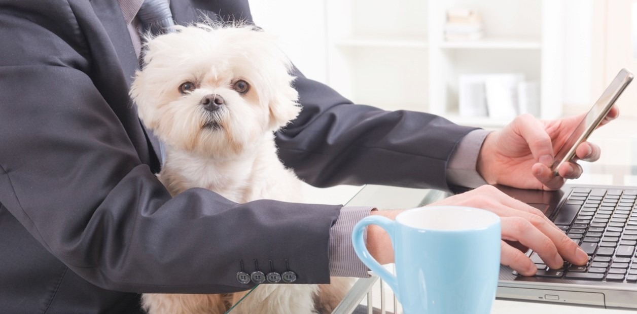 LOS BENEFICIOS DE LLEVAR TU MASCOTA AL TRABAJO