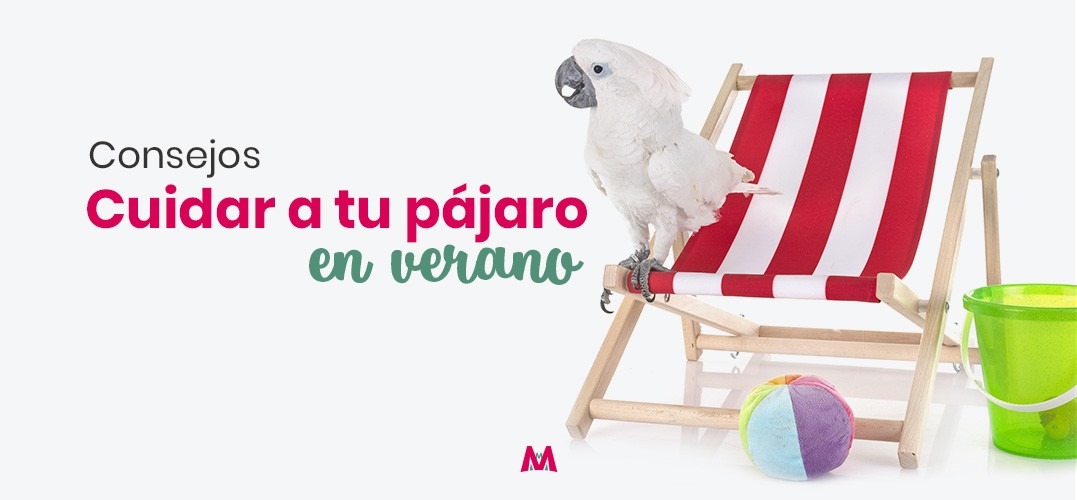 Cómo cuidar a tu pájaro en verano