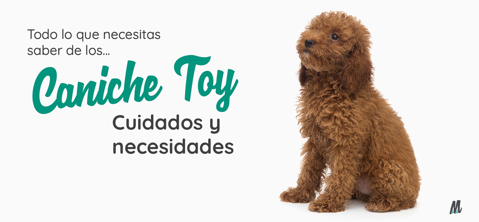 Caniche Toy, guía completa de Curiosidades y Cuidados